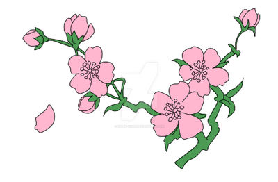Sakrua(Cherry Blossom) Branch