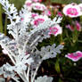 Frosty Leaves