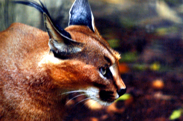 Caracal