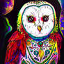 Rainbow Owl