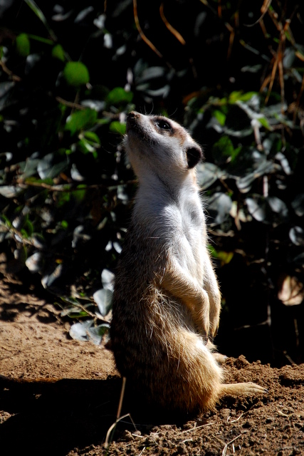 Suricate