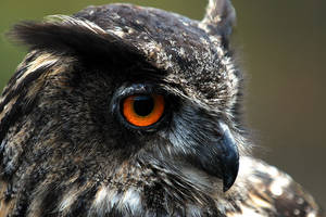Eagle Owl I