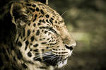 Leopard VIII by Schoelli