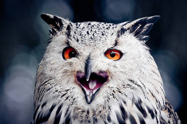 siberian eagle owl II