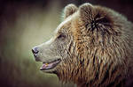 Brown Bear II by Schoelli