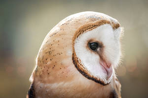 Tyto Alba by Schoelli