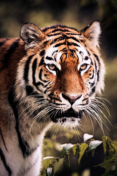 Siberian Tiger I