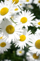 Daisies