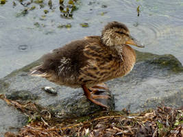 Wet duck