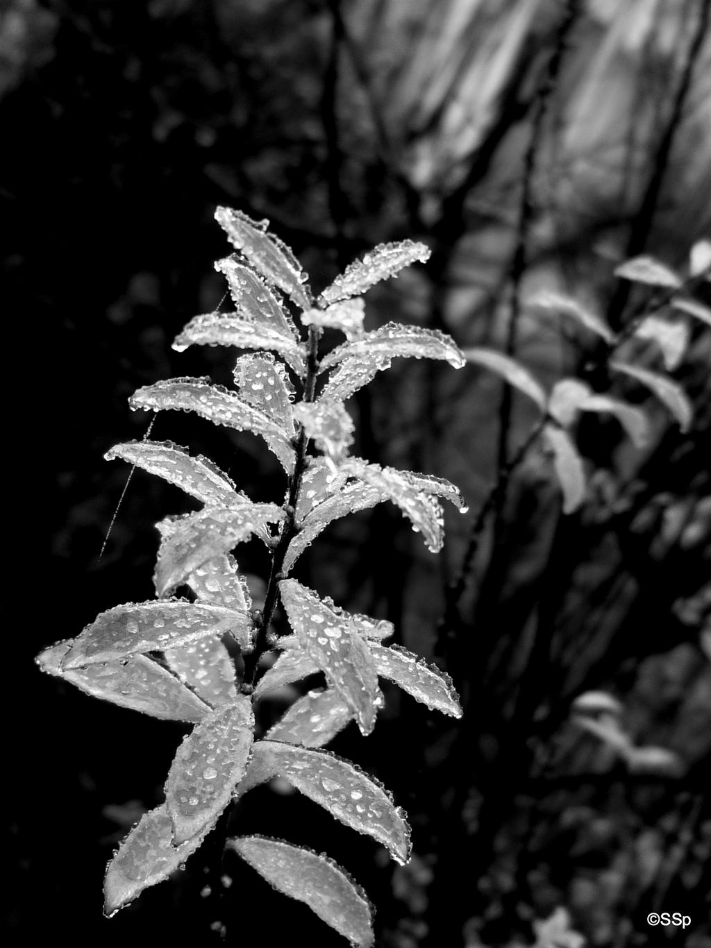 freezing black and white
