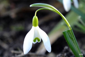 Snowdrop