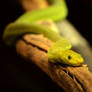 Green Mamba