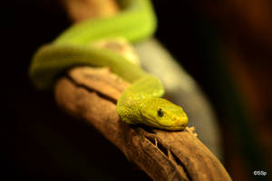 Green Mamba