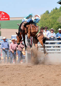 Helix Rodeo 09: Bay Roan