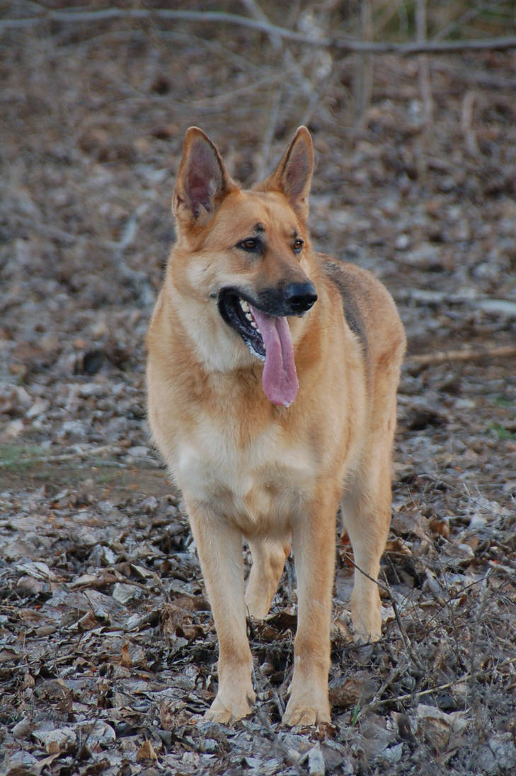 Riley Dog by saudimack on DeviantArt