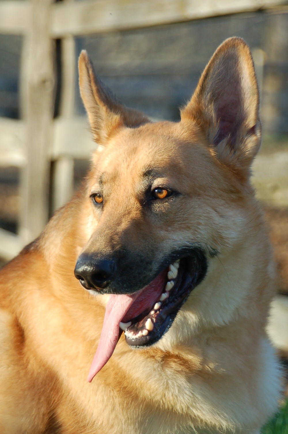 German Shepherd Dog