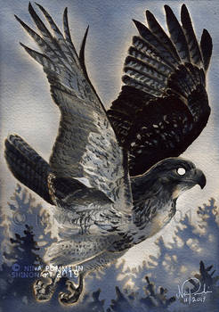 Old Gods: Day 31 - Hawk