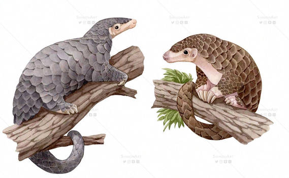 Chinese Pangolin