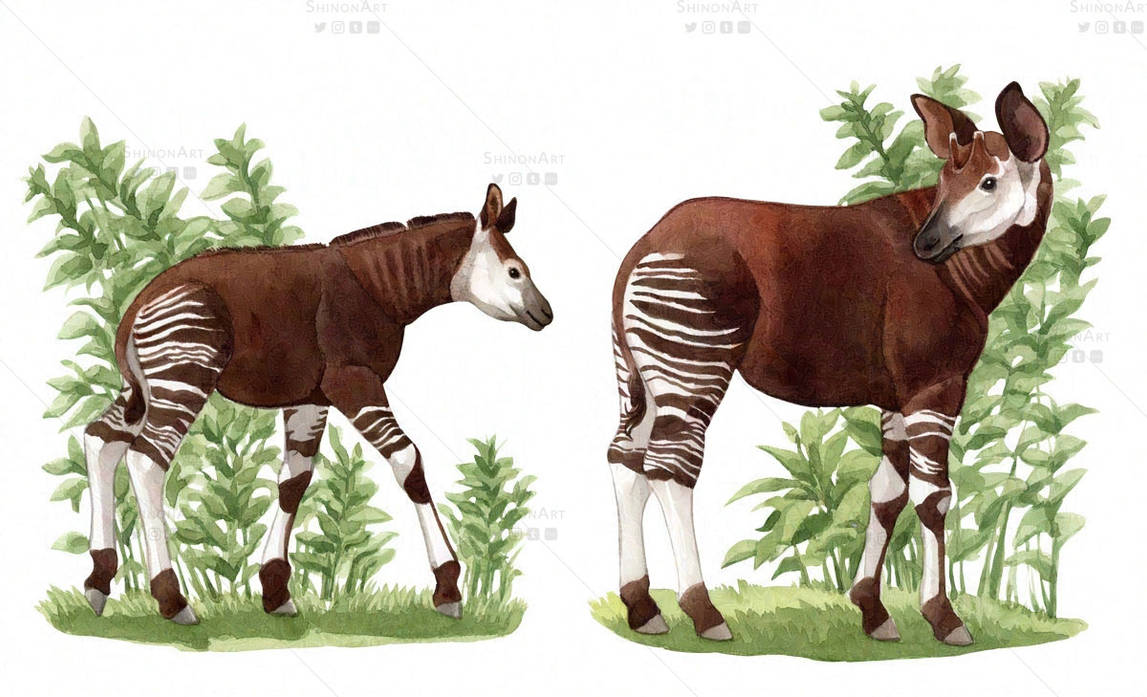 Okapi by ShadeofShinon on DeviantArt