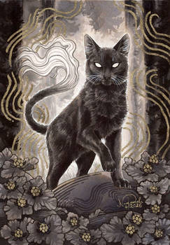 Origin of Cat