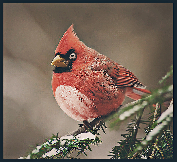 Real Life Angry Birds