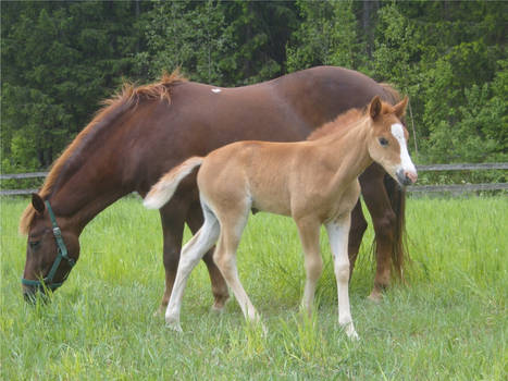 new forest pony with her filly