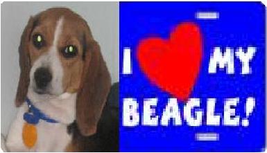 i heart my begal