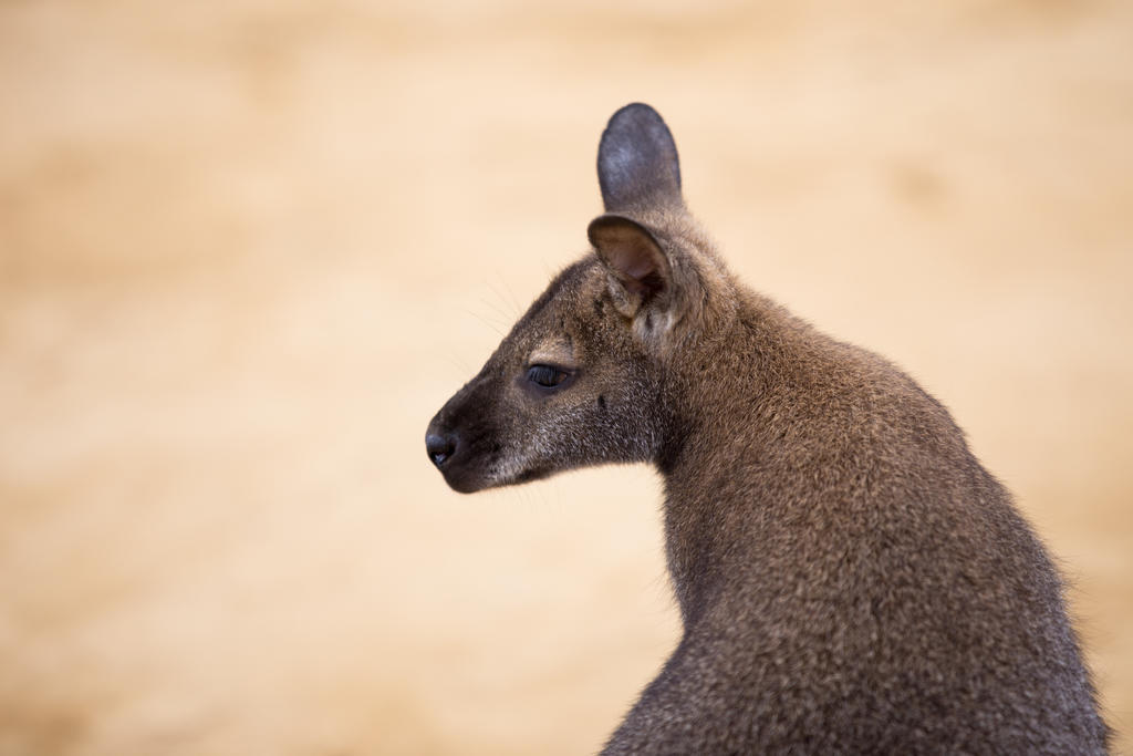 Wallaby