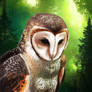 Forest owl