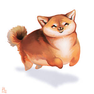 Shiba-inu