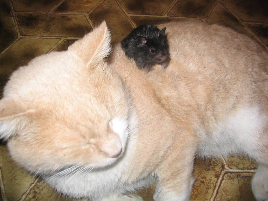 Tofsy and Flea by Angela-Gossow on DeviantArt