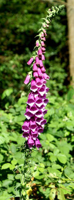 foxgloves2 A1ms-Stock