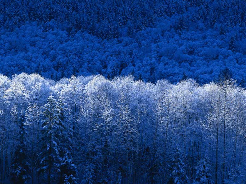 Snow covered trees