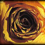 Golden Rose