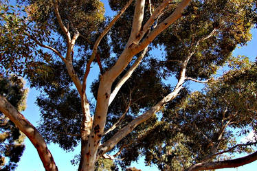 Australian Gum Tree