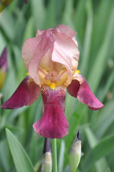 Iris - Burgundy