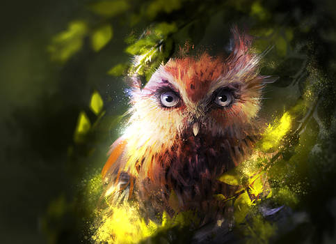 Owl