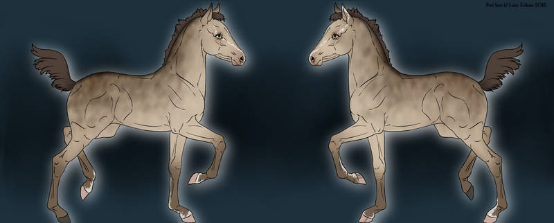 Foal 6590