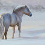 Norwegian Fjord Horse