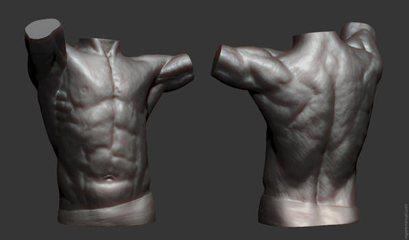 Rough Anatomy study - Torso