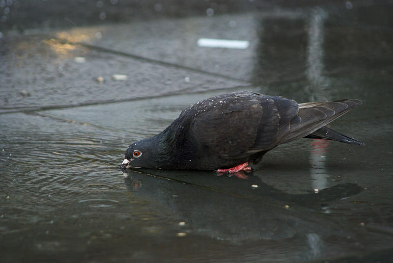 Drinking and bathing pigeon