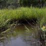 Wetland