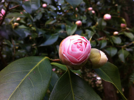 Rose Buds