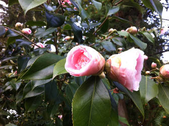 Rose Buds