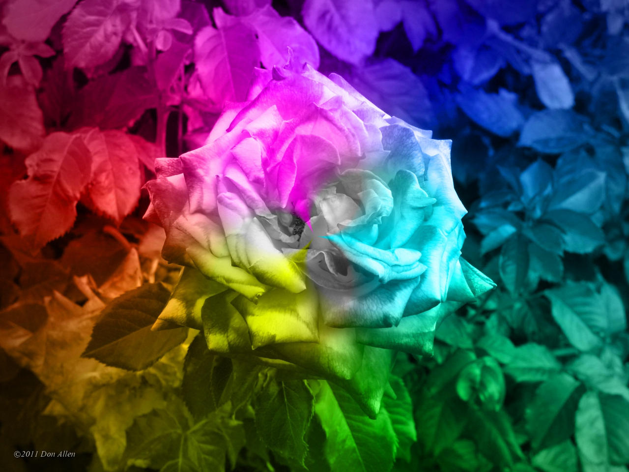 Chromatic Rose