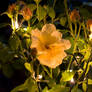 Night flower