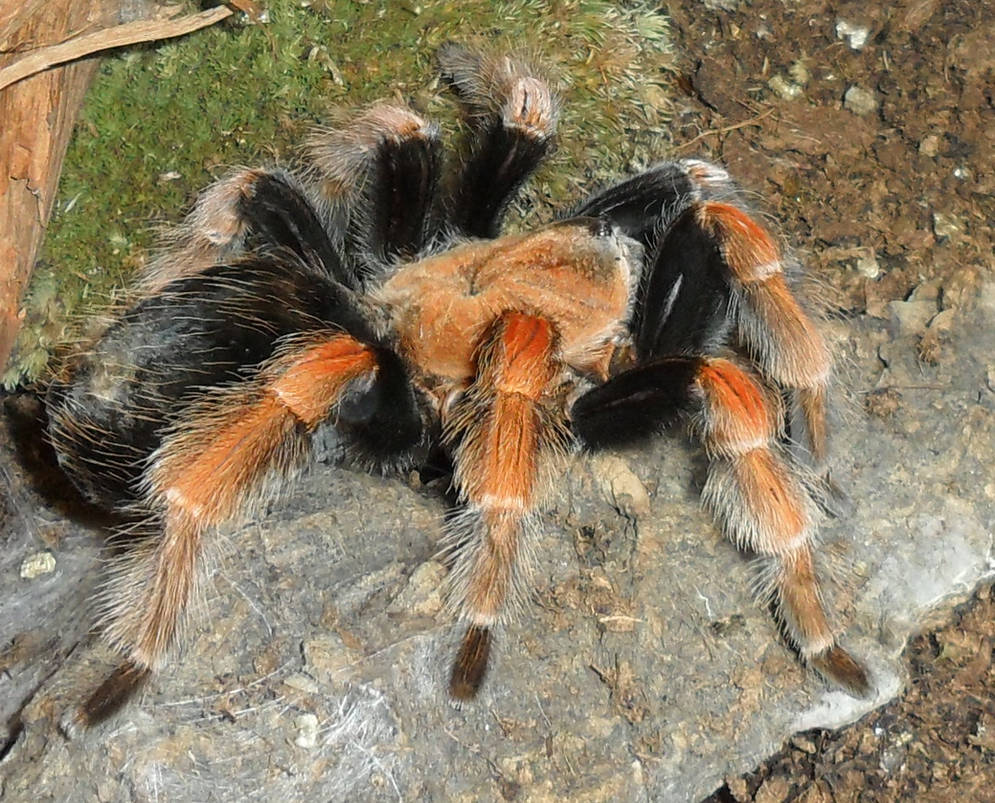 Brachypelma boehmi by annapurnagirl on DeviantArt