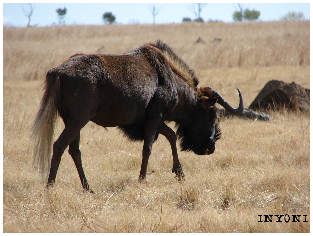 wildebeest