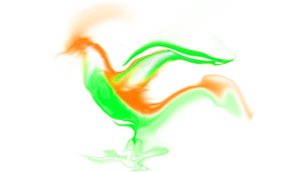 Color Bird India