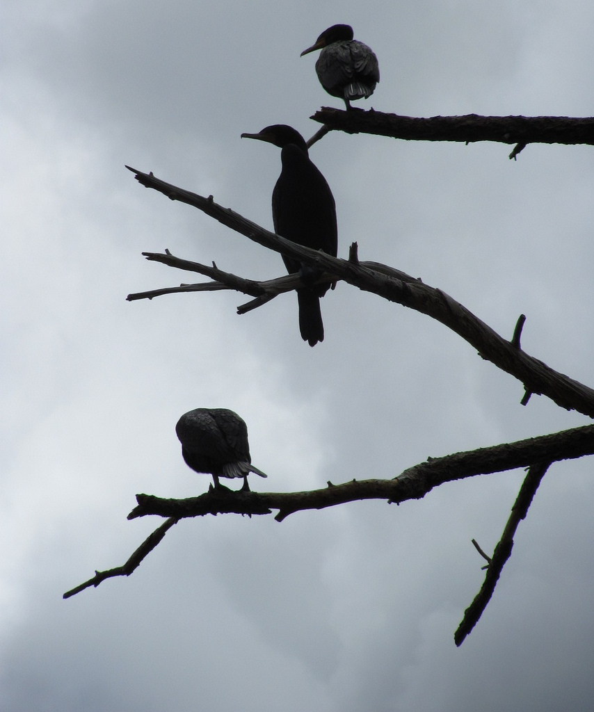 Bird tree.